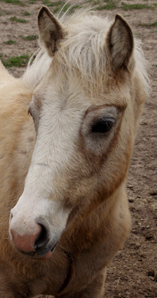 Chaparral's Annie O.
